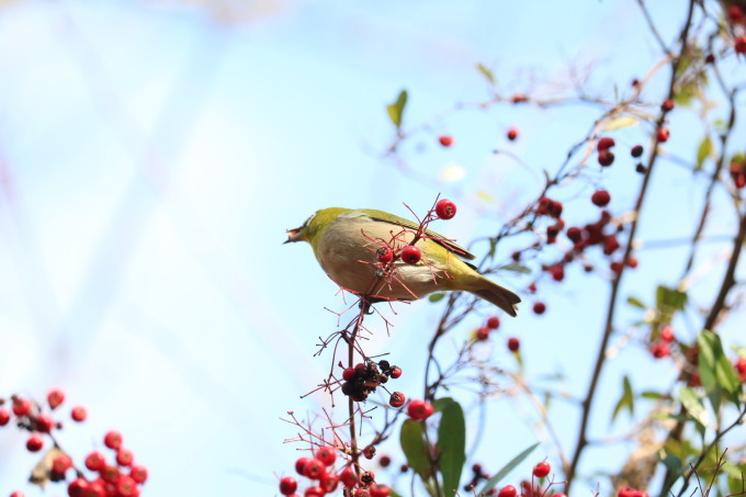 埼玉中部　                    ピラカンサとメジロ2018/12/20②_d0251807_08123826.jpg