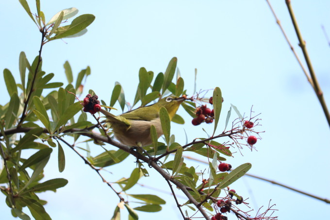 埼玉中部　                    ピラカンサとメジロ2018/12/20②_d0251807_08130982.jpg