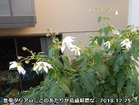 e0033229_17551212.jpg