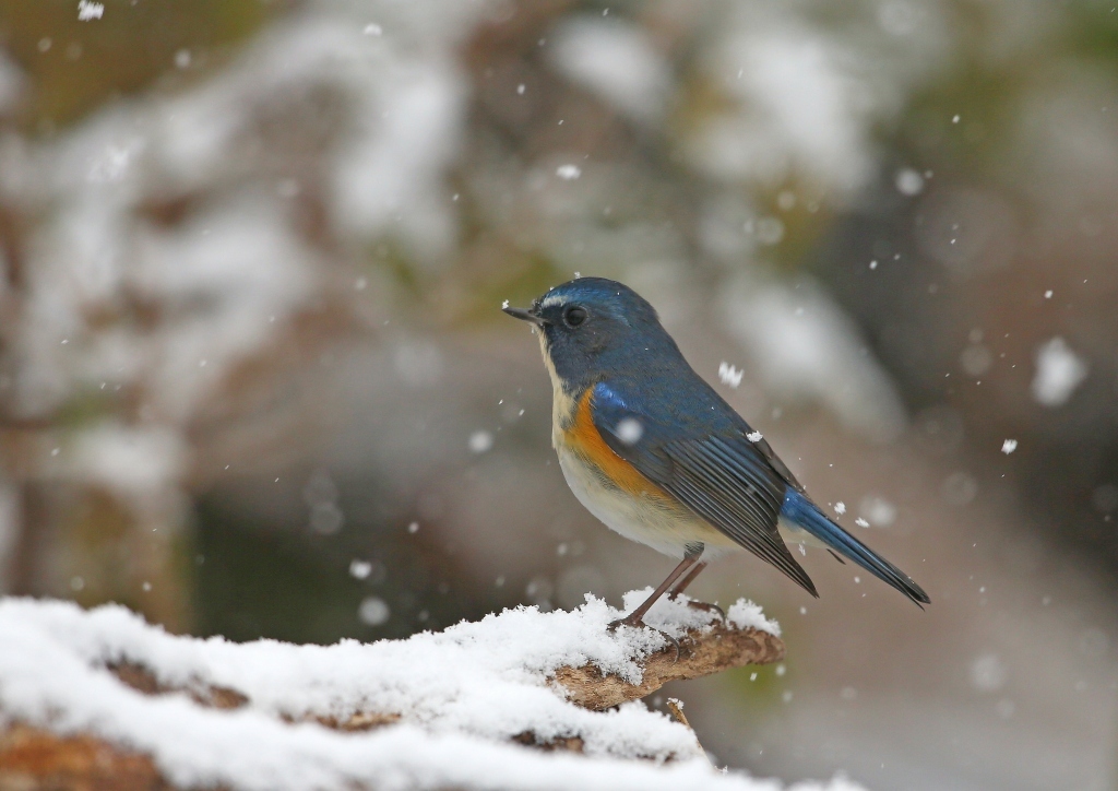 舞い散る雪と青いルリビタキ_f0366449_23115246.jpg