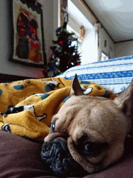 b0056476_17010204.gif