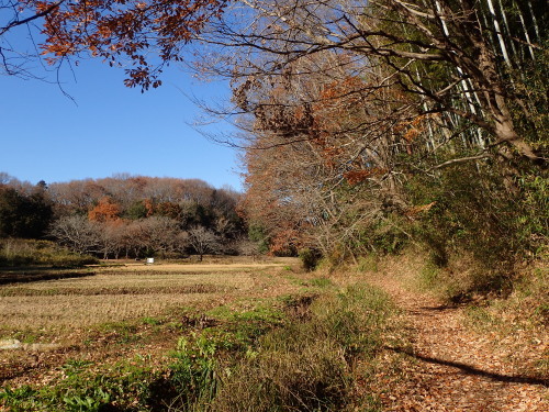 里山のムラサキシシジミとムラサキツバメ_f0348480_18092009.jpg