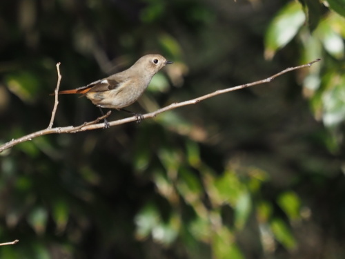 里山のムラサキシシジミとムラサキツバメ_f0348480_18212674.jpg