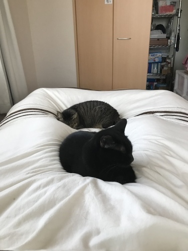 c0340786_19360211.jpeg