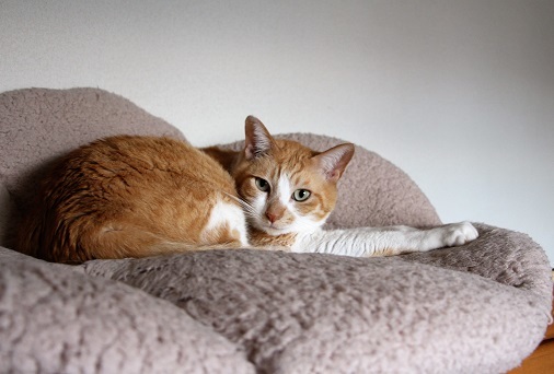 モデルねこ_a0333195_21243420.jpg