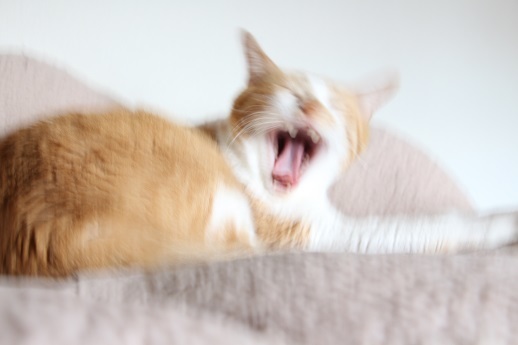 モデルねこ_a0333195_21244199.jpg