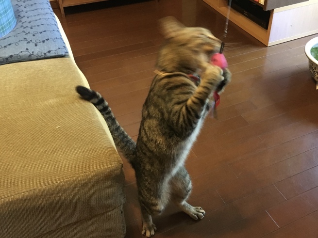 c0362401_09331061.jpeg