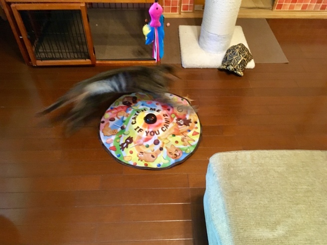c0362401_09372013.jpeg