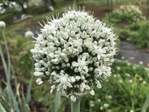 e0270403_22043050.jpg