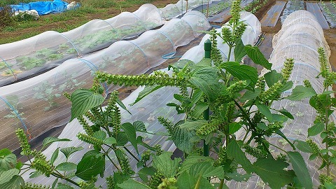 e0270403_22043078.jpg