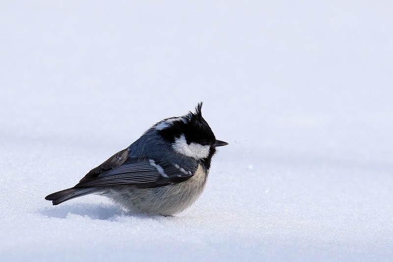 雪の中で餌を探すヒガラ_c0180204_19484457.jpg