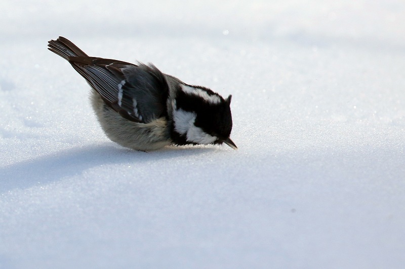 雪の中で餌を探すヒガラ_c0180204_19491493.jpg