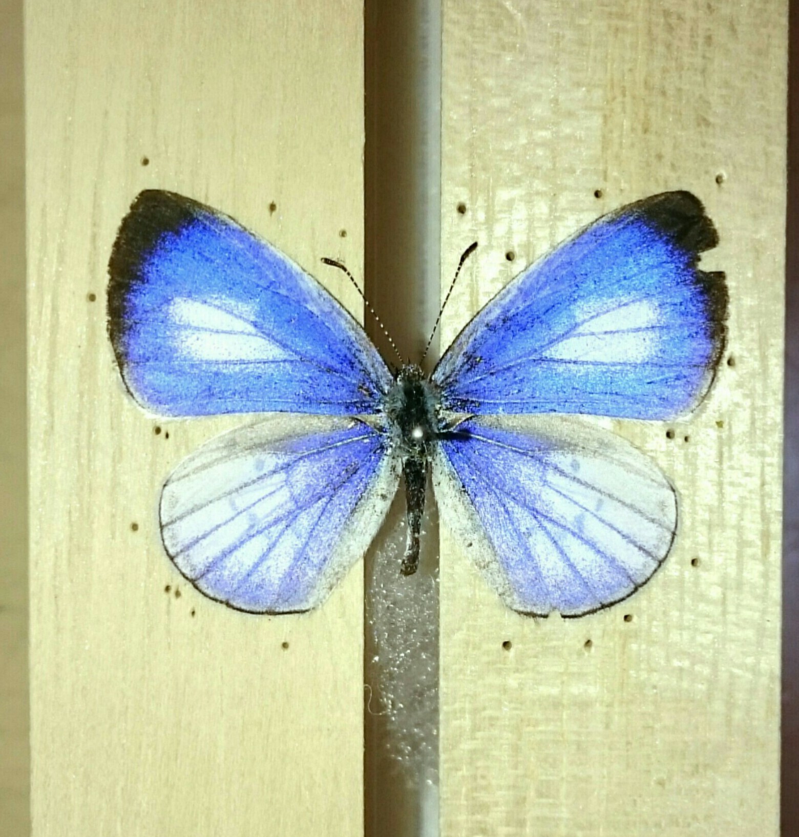 a0361610_17070234.jpg