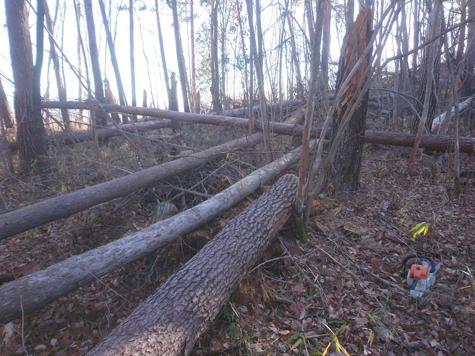 今年最後の里山再生_f0161535_16563030.jpg