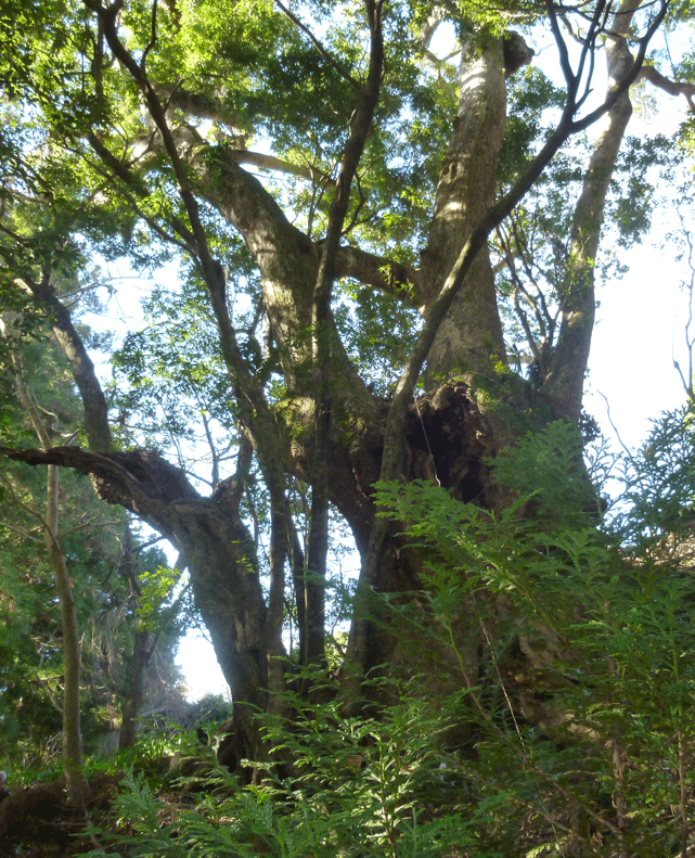 e0371039_1305026.gif