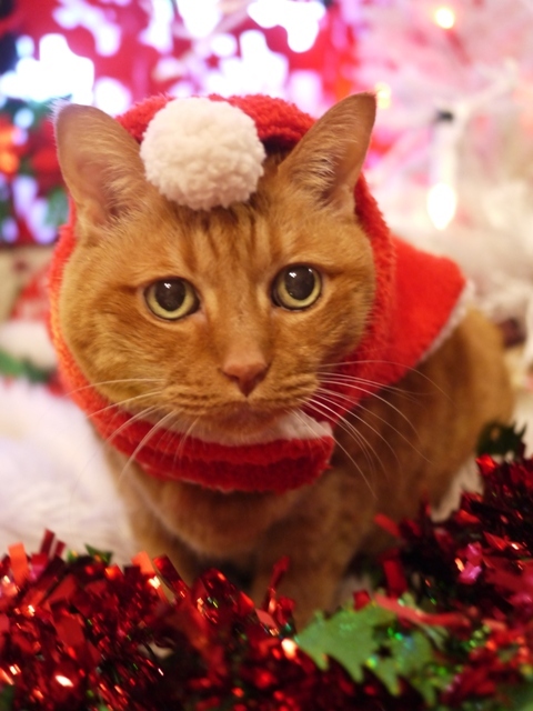 クリスマス猫 しぇる編 ゆきねこ猫家族