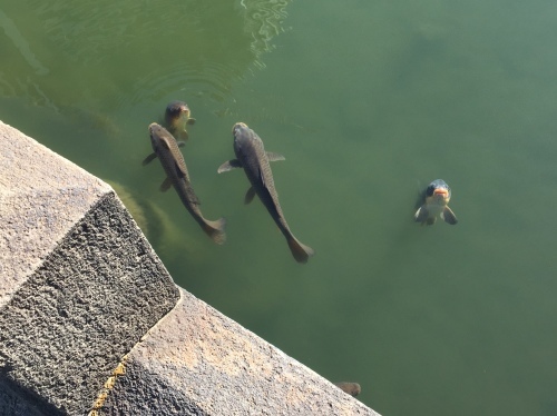 b0330040_13520230.jpeg