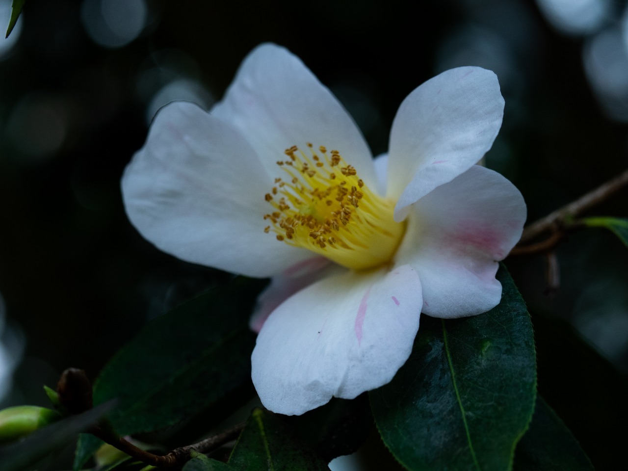 201812札幌百合が原公園5_b0406444_17225757.jpg