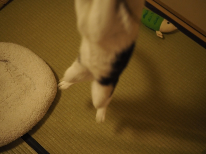 f0169147_22423734.jpg