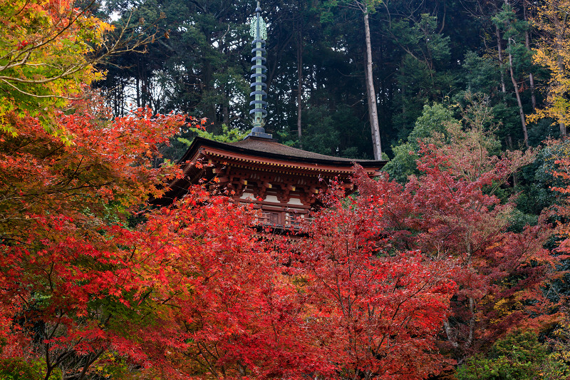 京の紅葉2018　紅葉に包まれる三重塔（浄瑠璃寺）_f0155048_19484549.jpg