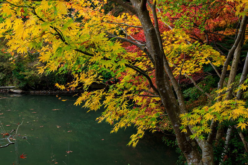 京の紅葉2018　紅葉に包まれる三重塔（浄瑠璃寺）_f0155048_1954428.jpg