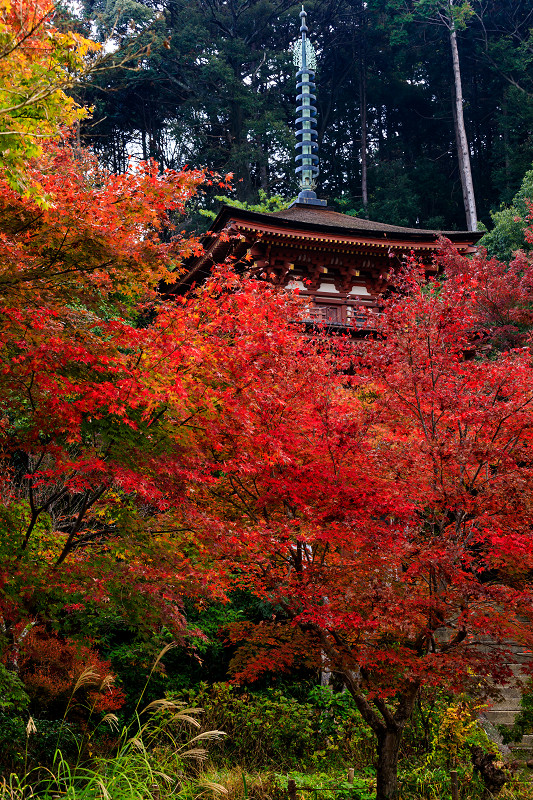 京の紅葉2018　紅葉に包まれる三重塔（浄瑠璃寺）_f0155048_1957872.jpg