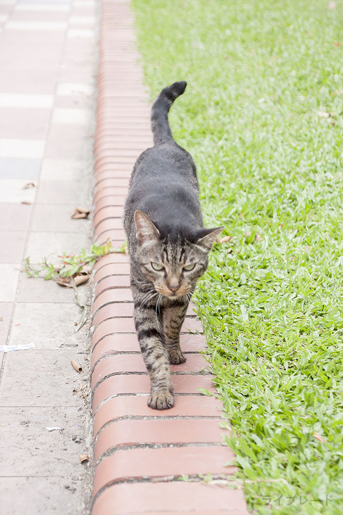 ご近所猫 2018.12.25_f0112152_21242067.jpg