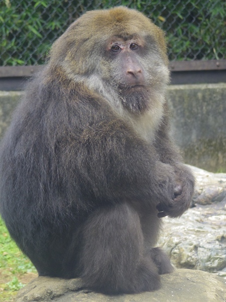 チベットモンキー よこはま動物園ズーラシア A Diary Of Primates