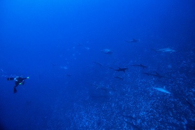 d0113459_17351122.jpg