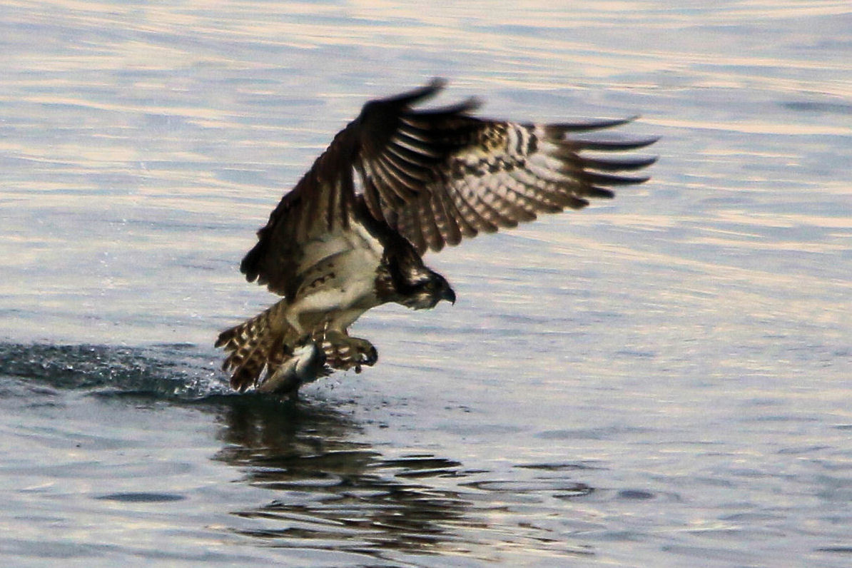 ミサゴGeet  in 大阪堺浜_e0364667_16074975.jpg