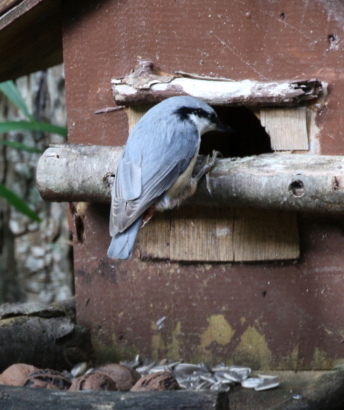 我が家の鳥っこ　episode１_d0262476_06401411.jpg