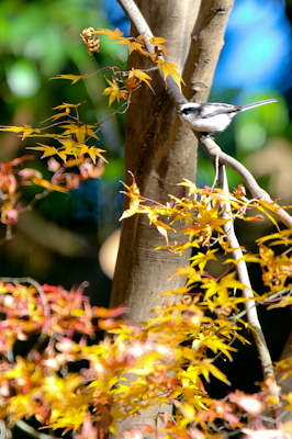 野鳥と紅葉_c0197377_21473073.jpg