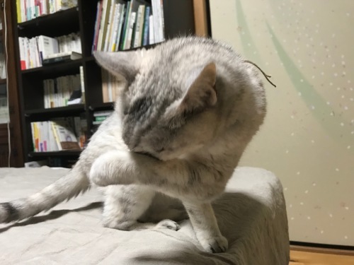 f0054677_06331800.jpeg