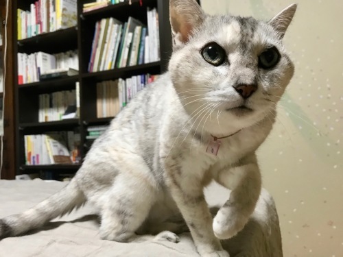 f0054677_06333025.jpeg
