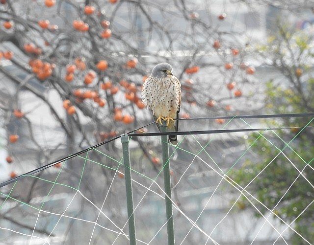 畑のチョウゲンボウ_f0378979_15132058.jpg