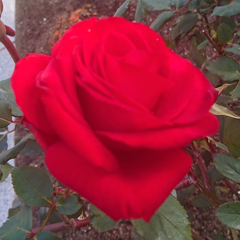深紅の薔薇の花言葉 ズバズバ解決 みこちゃんのウザいくらい宇宙さまにご指名されちゃう方法