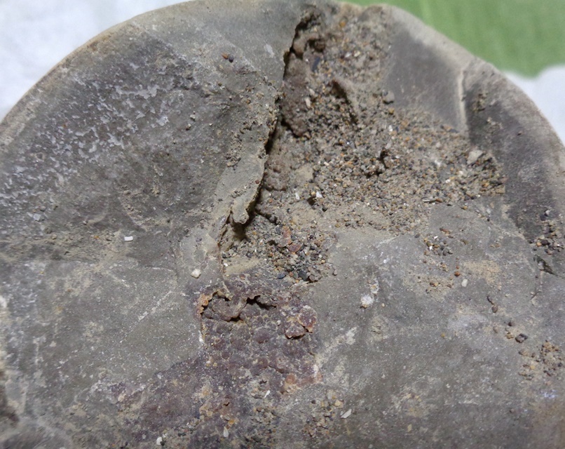 亀甲石 ノジュール石 鑑賞石 水石 亀甲石 ノジュール石 鑑賞石 水石 【公式通販】