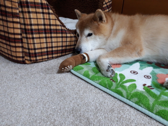 フグ鍋 柴犬 ひろゆきと さもない毎日 週末自宅カフェ里音 りをん 一之江 笑い療法士のいるカフェ 趣味好房 織 フグ鍋 柴犬 ひろゆきと さもない毎日 週末自宅カフェ里音 りをん 一之江 笑い療法士のいるカフェ 趣味好房 織