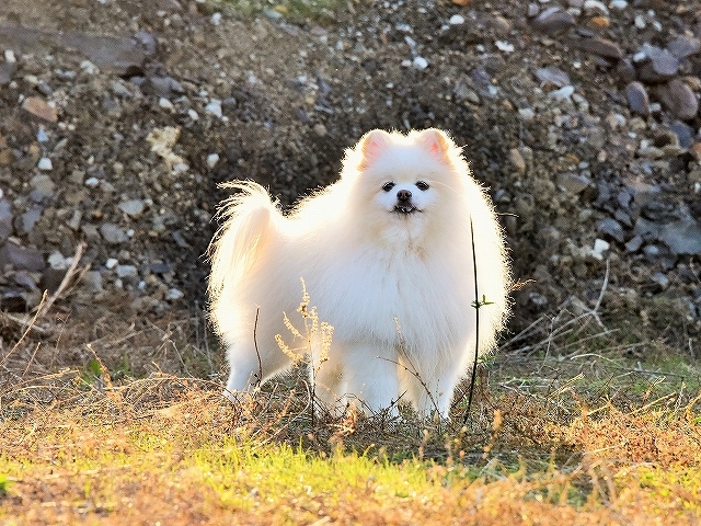 消費しなければならぬ_d0360206_01132304.jpg