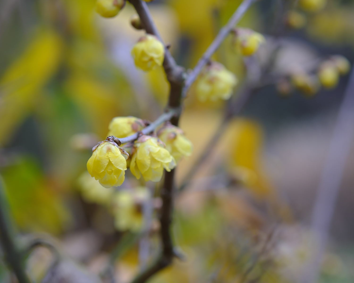 今日も花撮！_d0355116_19470413.jpg