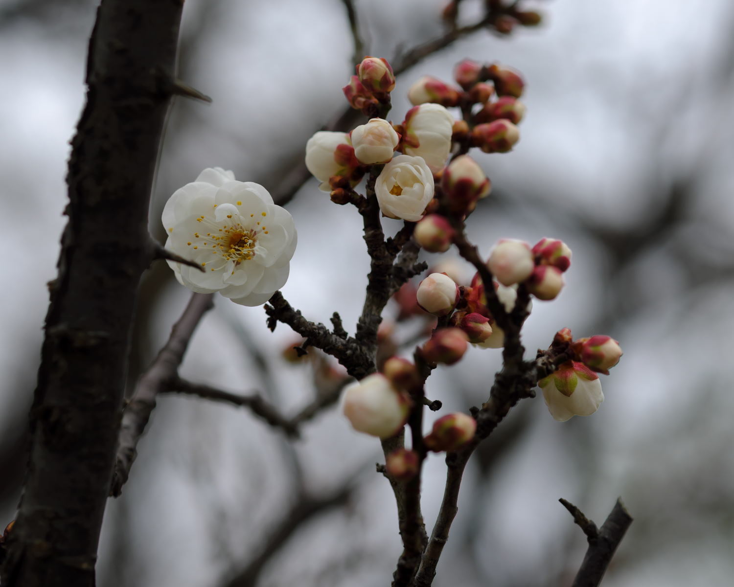 今日も花撮！_d0355116_19482321.jpg