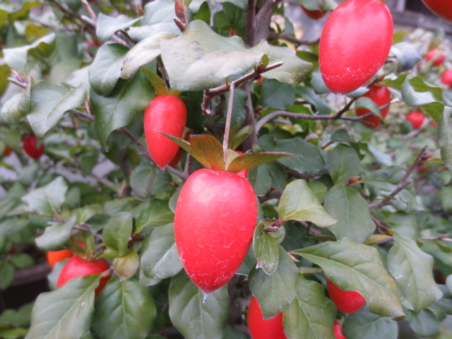 ローヤ柿・老鴉柿・老爺柿・ロウヤガキ : 桐生さんのローヤ柿・老鴉柿