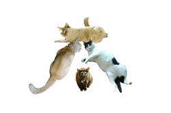 2018年 なのねこ夢気分の漢字は?_b0151748_10323929.png