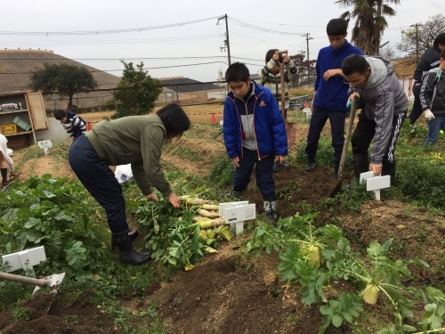 みんなで大根の収穫をしました♪_f0079749_12312544.jpg