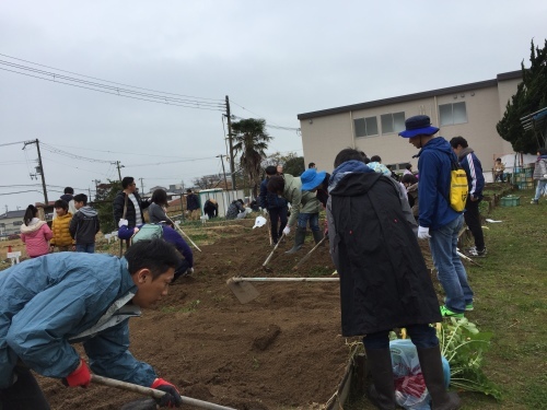 みんなで大根の収穫をしました♪_f0079749_12325098.jpg