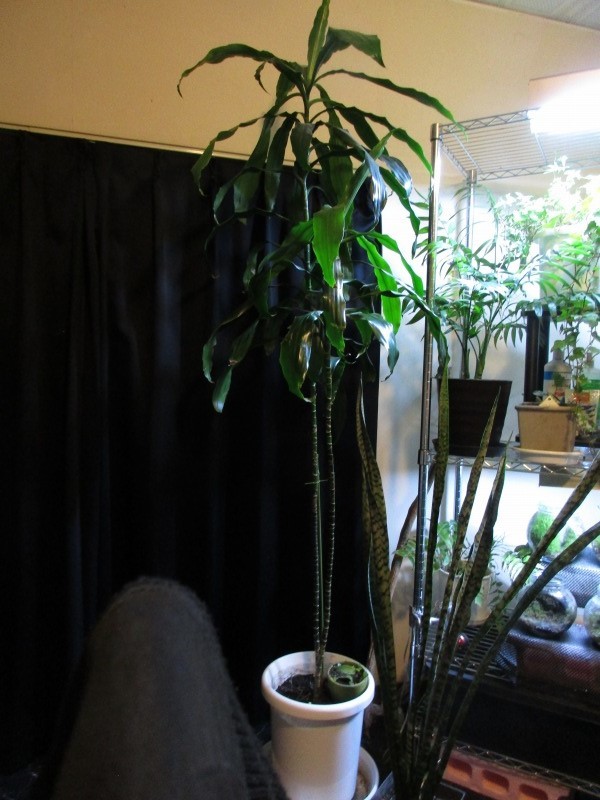 植物 シマトネリコを室内に移動して2週間経過 孤影悄然 植物 シマトネリコを室内に移動して2週間経過 孤影悄然
