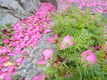 さざんかの心…_b0368362_04010787.jpg