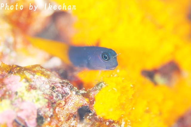 保護色 フタイロカエルウオ 池ちゃんのマリンフォト