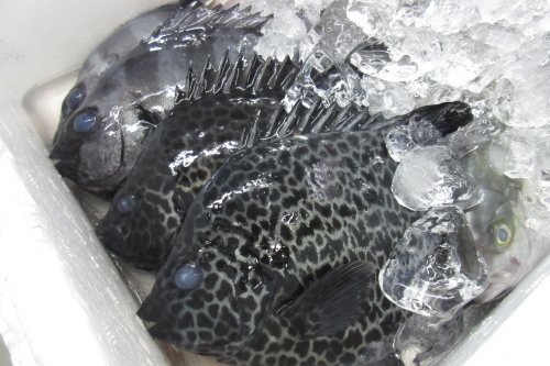 魚画像_c0204385_08471582.jpg
