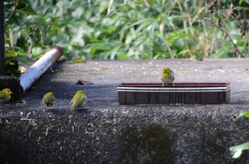 うろこ雲と鳥_c0204385_14561394.jpg